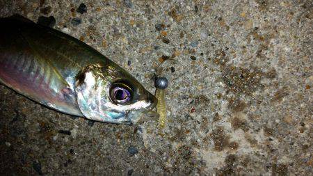 仕事帰りの一時間のアジングで１８匹！！