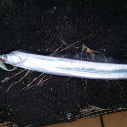 ワインド　ルミノーバ好調❗