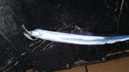 ワインド　ルミノーバ好調❗