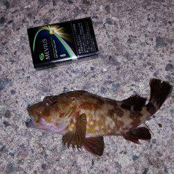 えっ?アンタが来たの?