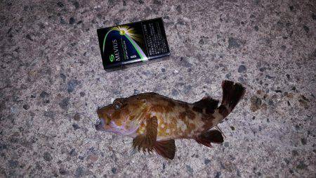 えっ？アンタが来たの？