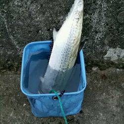 西宮ケーソン　タチウオ不発もサゴシ一発