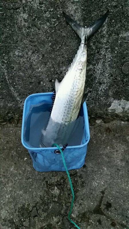 西宮ケーソン　タチウオ不発もサゴシ一発