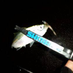 アジング調査♪