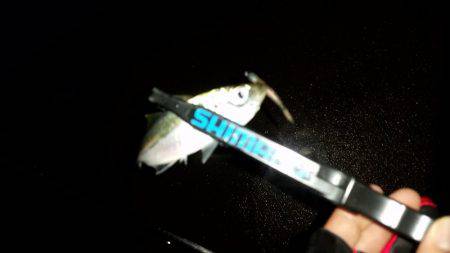 アジング調査♪