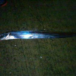 水軒でタチウオ