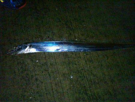 水軒でタチウオ