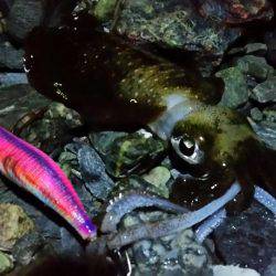 アジングダメ～エギングー