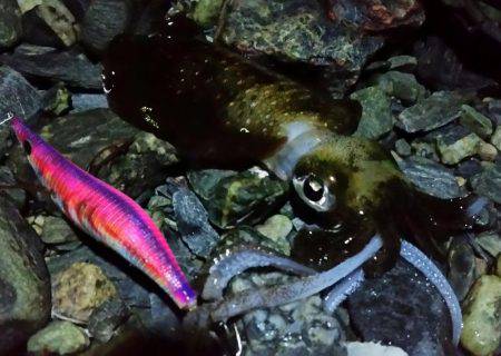 アジングダメ～エギングー