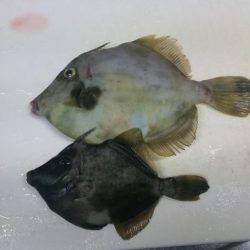 あのキモを求めて