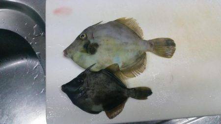 あのキモを求めて