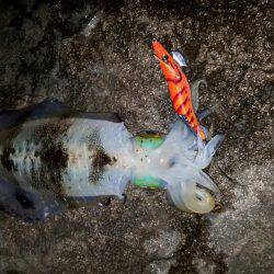 今季2度目の釣行