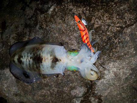 今季2度目の釣行