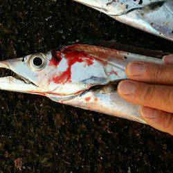 タチナブラ攻略成功。ジャスト1mのドラゴン捕獲。