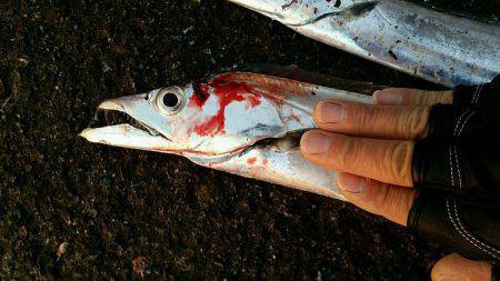 タチナブラ攻略成功。ジャスト1mのドラゴン捕獲。