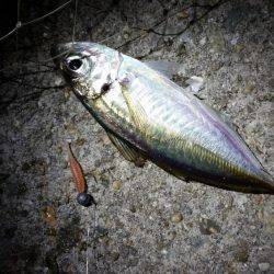 タチウオに行きました!!が…