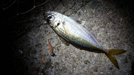 タチウオに行きました!!が…