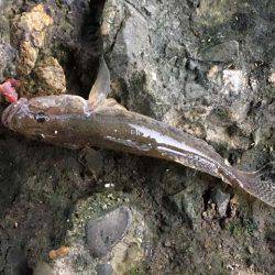 晩秋の良型ハゼはライトタックルで