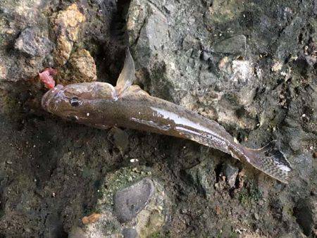 晩秋の良型ハゼはライトタックルで