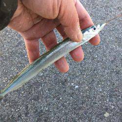 舞洲タチウオ、今日はアカン日？