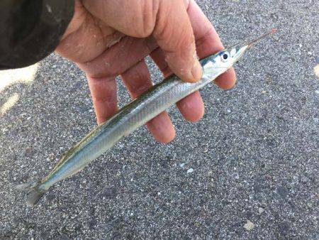 舞洲タチウオ、今日はアカン日？