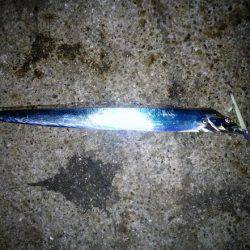 大蔵海岸でタチウオワインド