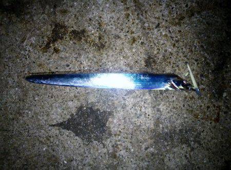 大蔵海岸でタチウオワインド