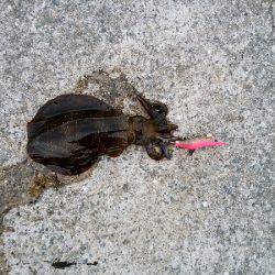 大蔵海岸でエギング