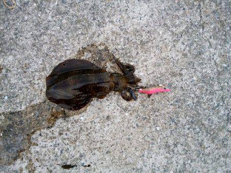 大蔵海岸でエギング