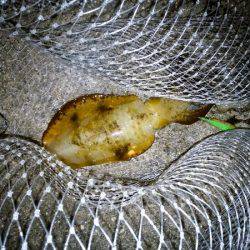 大蔵海岸でエギング