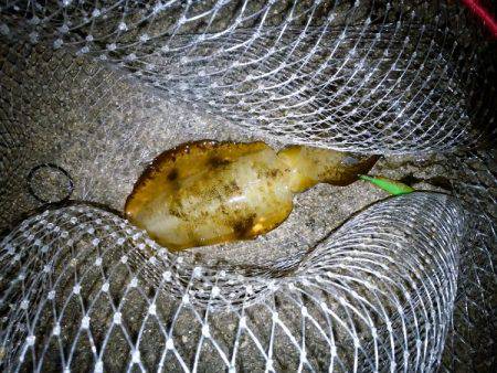 大蔵海岸でエギング