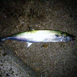 大蔵海岸でタチウオ&サワラ