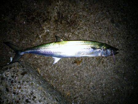 大蔵海岸でタチウオ&サワラ