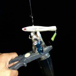 メタルジグで太刀魚♪