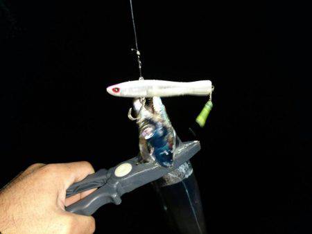 メタルジグで太刀魚♪