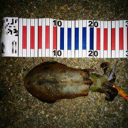 大蔵海岸でエギング