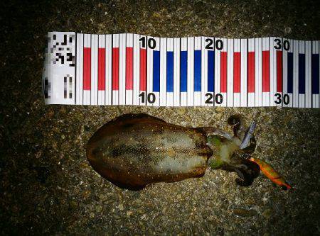 大蔵海岸でエギング