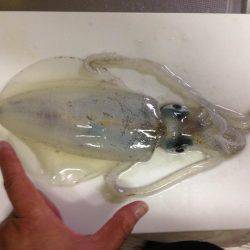 サビキのちヤエン時々エギング