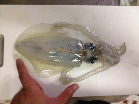 サビキのちヤエン時々エギング