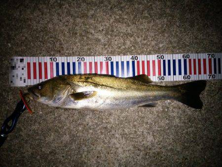 大蔵海岸でサヨリパターンのシーバス