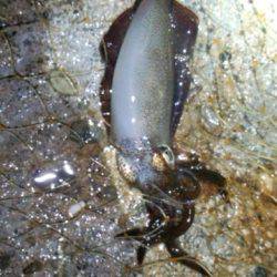 アオリイカ苦戦