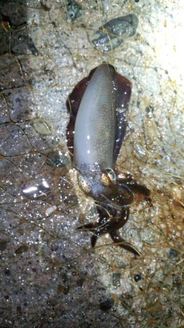 アオリイカ苦戦