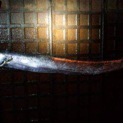 久しぶりタチウオ