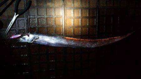 久しぶりタチウオ