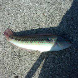 台風後何が釣れるか？