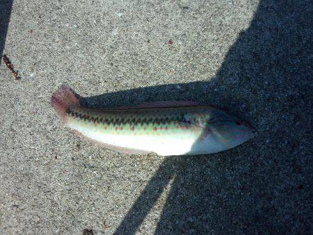 台風後何が釣れるか？