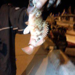 久しぶりの湾内たこ