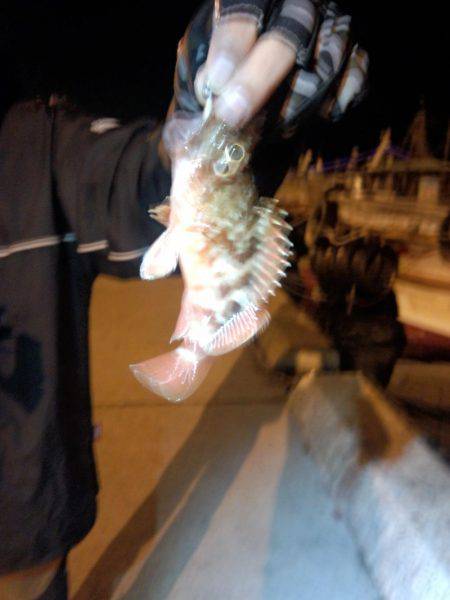 久しぶりの湾内たこ