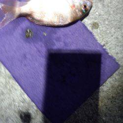 アオリイカ渋い