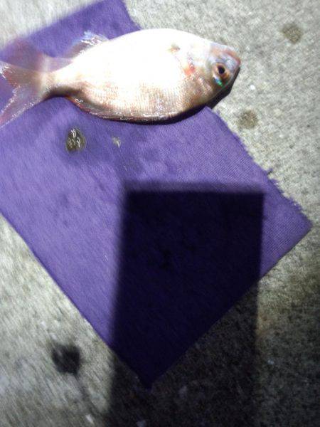 アオリイカ渋い